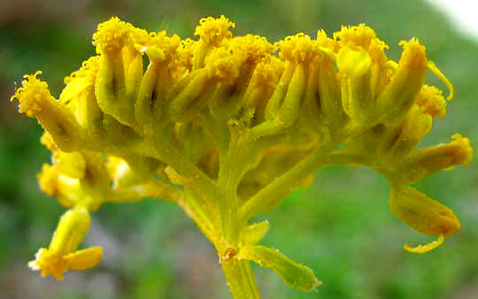 Narrowleaf Yellowtop, FLAVERIA LINEARIS, inflorescence