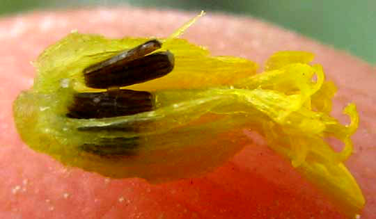 Narrowleaf Yellowtop, FLAVERIA LINEARIS, achenes