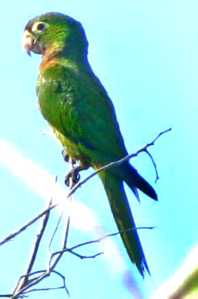 Aztec or Olive-throated Parakeet, ARATINGA ASTEC