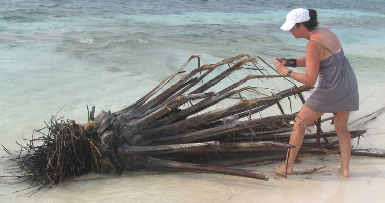 Washed-up Oil Palm, genus ELAEIS