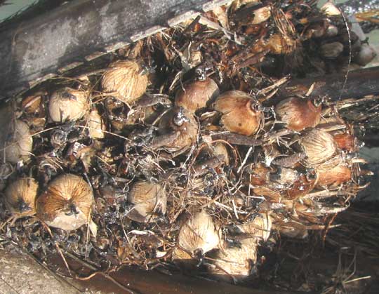 Oil Palm, genus ELAEIS, nuts