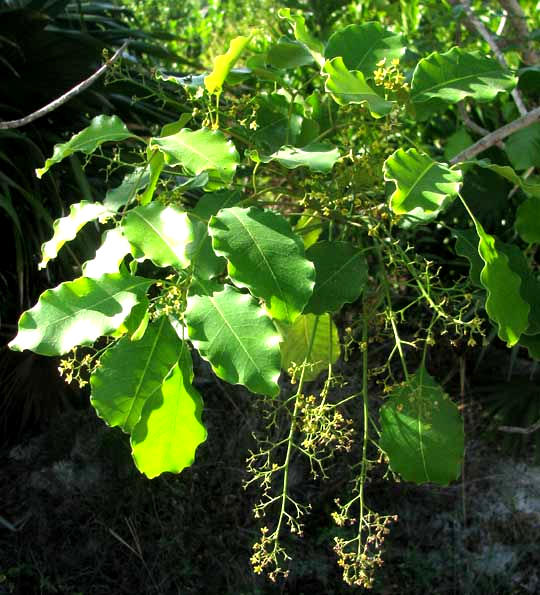 Poisonwood, METOPIUM BROWNEI, flowers & leaves