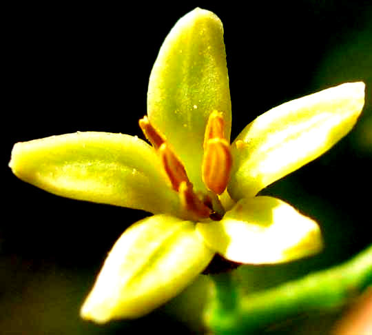 Poisonwood, METOPIUM BROWNEI, male flower