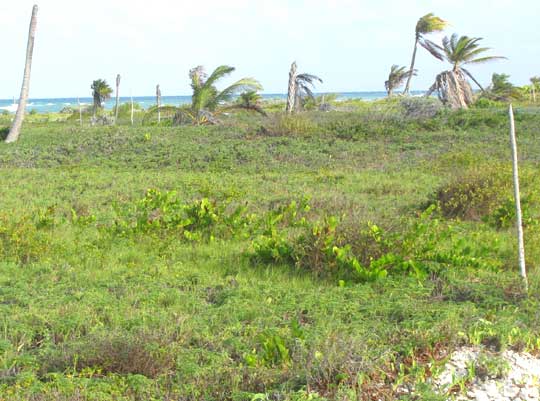 Coastal Ragweed, AMBROSIA HISPIDA, masses on the beach
