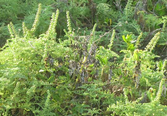 Coastal Ragweed, AMBROSIA HISPIDA