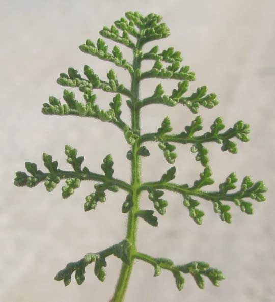 Coastal Ragweed, AMBROSIA HISPIDA, leaf