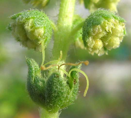 Coastal Ragweed, AMBROSIA HISPIDA, flowers