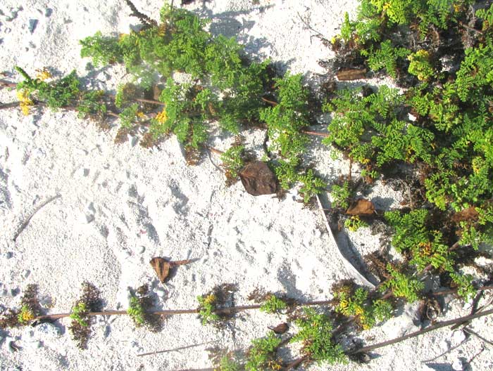 Coastal Ragweed, AMBROSIA HISPIDA