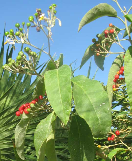 Mullein Nightshade, SOLANUM DONIANUM