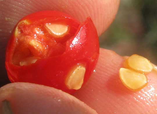 Mullein Nightshade, SOLANUM DONIANUM, fruit & seeds