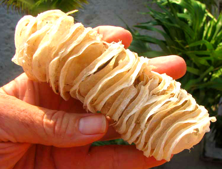 Whelk egg cases/ Mermaid Necklaces