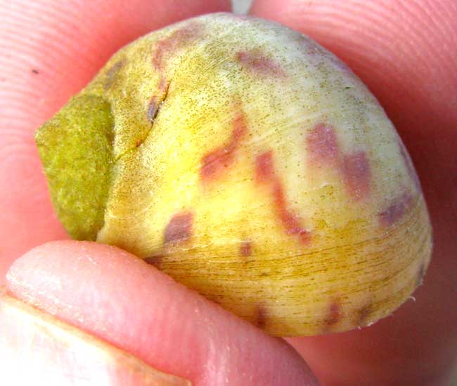 Bleeding-tooth Nerite, NERITA PELORONTA