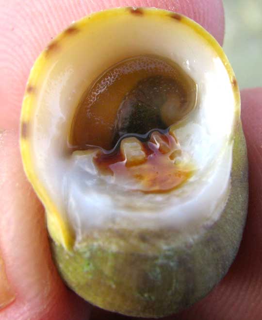 Bleeding-tooth Nerite, NERITA PELORONTA, bottom view