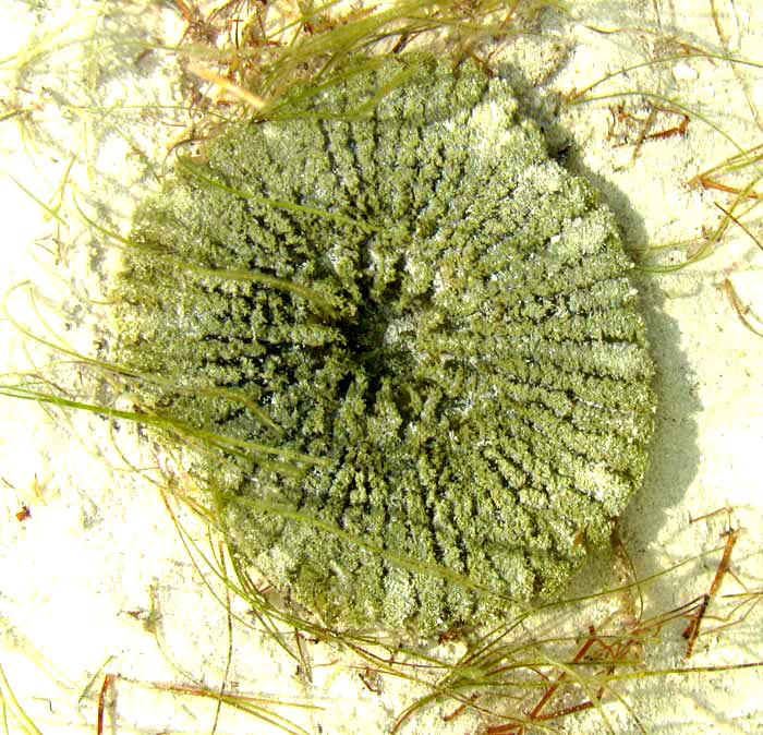 Caribbean Carpet Anemone, STICHODACTYLA HELIANTHUS?