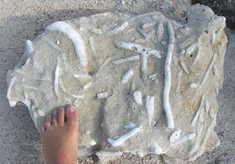 spongiform fossil from the coast of the Yucatan