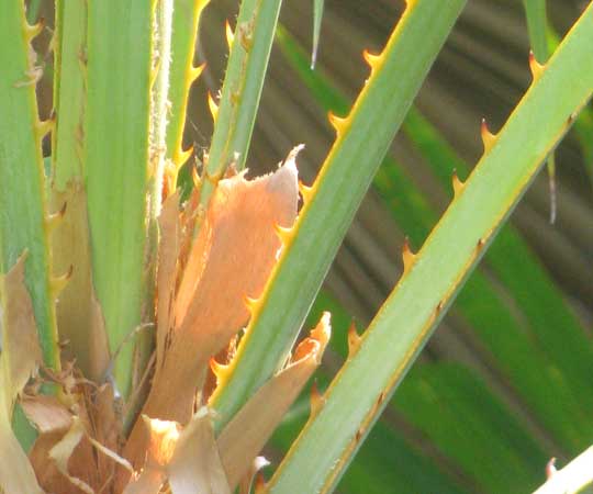 Paurotis Palm, ACOELORRHAPHE WRIGHTII, petiole spines