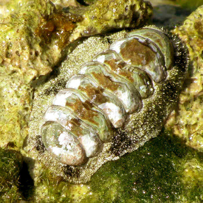 West Indian Fuzzy Chiton, ACANTHOPLEURA GRANULATA