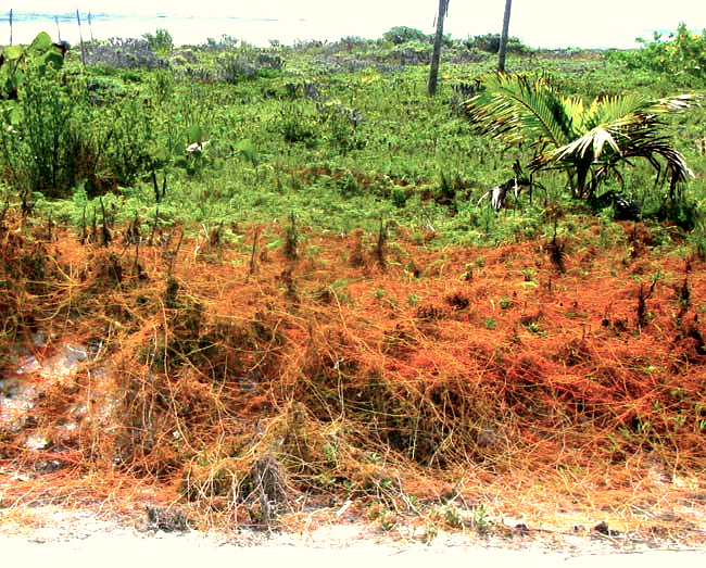 Love Vine, CASSYTHA FILIFORMIS, general appearance