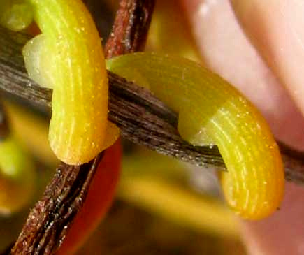 Love Vine, CASSYTHA FILIFORMIS, haustoria