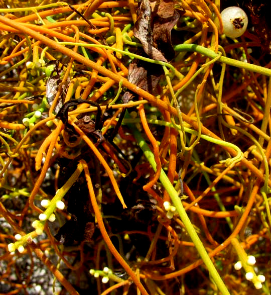 Love Vine, CASSYTHA FILIFORMIS, flowers & fruit