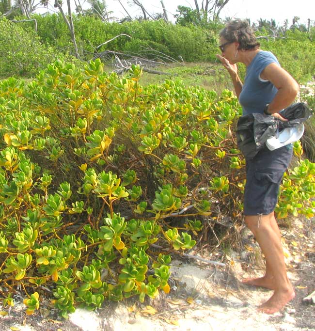Gullfeed or Beach Berry, SCAEVOLA PLUMIERI, plant