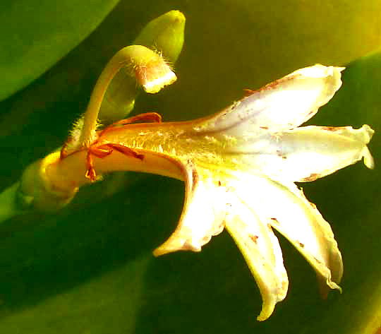 Gullfeed or Beach Berry, SCAEVOLA PLUMIERI, flower