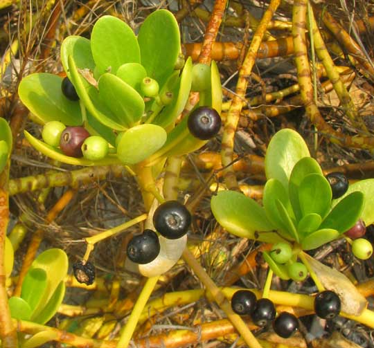 Gullfeed or Beach Berry, SCAEVOLA PLUMIERI, fruits and leaves