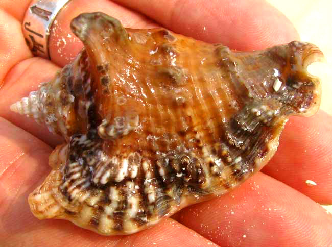 Hawkwing Conch, STROMBUS RANINUS