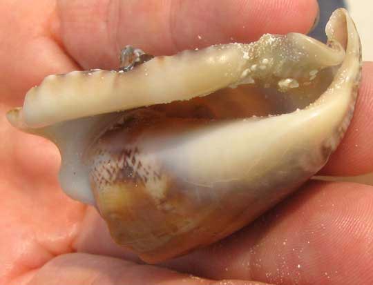 Hawkwing Conch, STROMBUS RANINUS, shell view from below