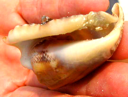 Hawkwing Conch, STROMBUS RANINUS, shell view from below