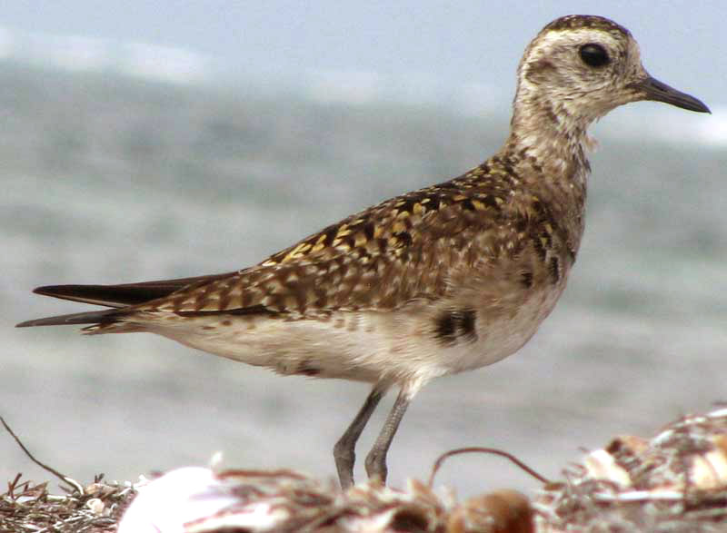 American Golden Plover, PLUVIALIS DOMINICA