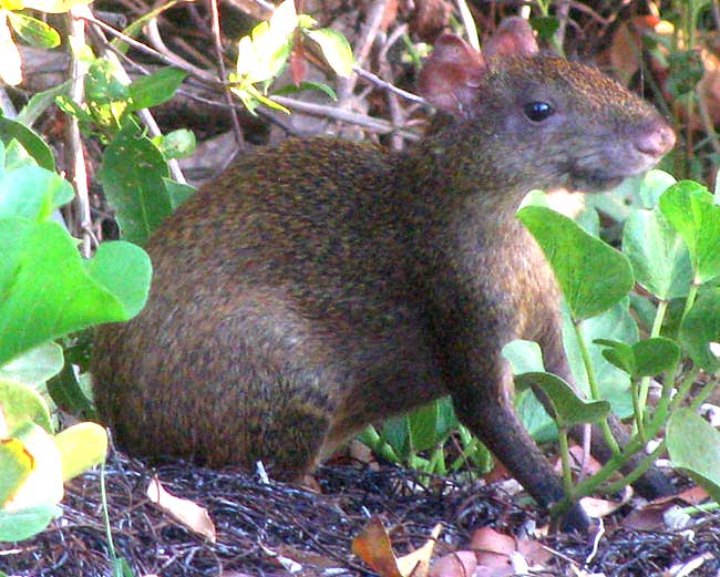 Central American Agouti, DASYPROCTA PUNCTATA