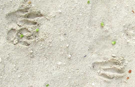 tracks of Central American Agouti, DASYPROCTA PUNCTATA