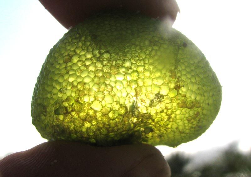 Green Bubble Alga, DICTYOSPHAERIA CAVERNOSA