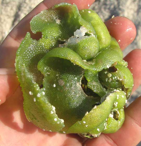 Green Bubble Alga, DICTYOSPHAERIA CAVERNOSA