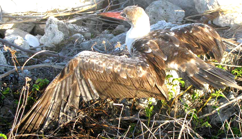 Red-footed Booby, SULA SULA, immature