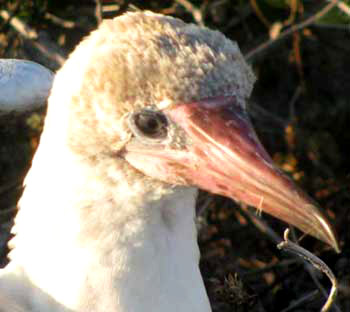 Red-footed Booby, SULA SULA, immature, head