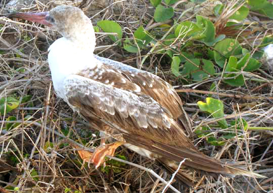 Red-footed Booby, SULA SULA, immature