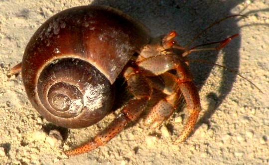 Caribbean Hermit Crab, COENOBITA CLYPEATUS