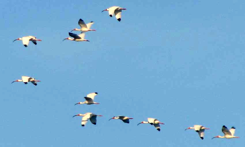 flock of White Ibises