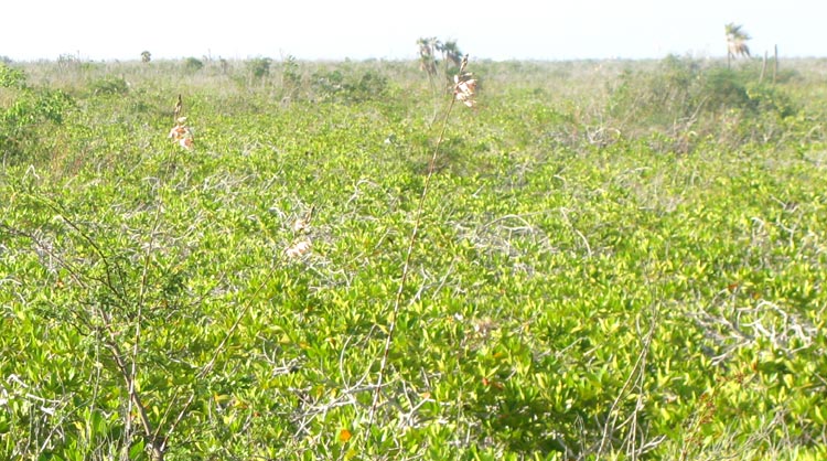 MYRMECOPHILA CHRISTINAE, habitat