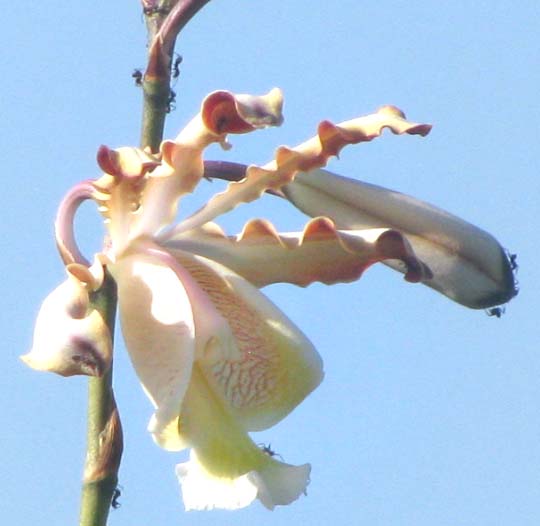 MYRMECOPHILA CHRISTINAE, flower