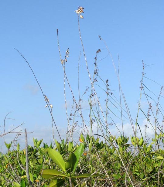 MYRMECOPHILA CHRISTINAE, flowering head rising above mangroves