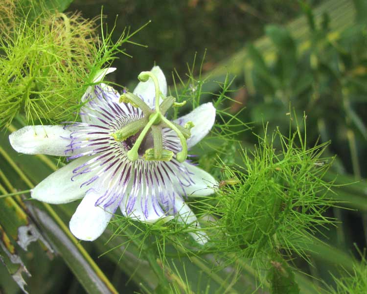 Stinking Passionflower, PASSIFLORA FOETIDA, flower