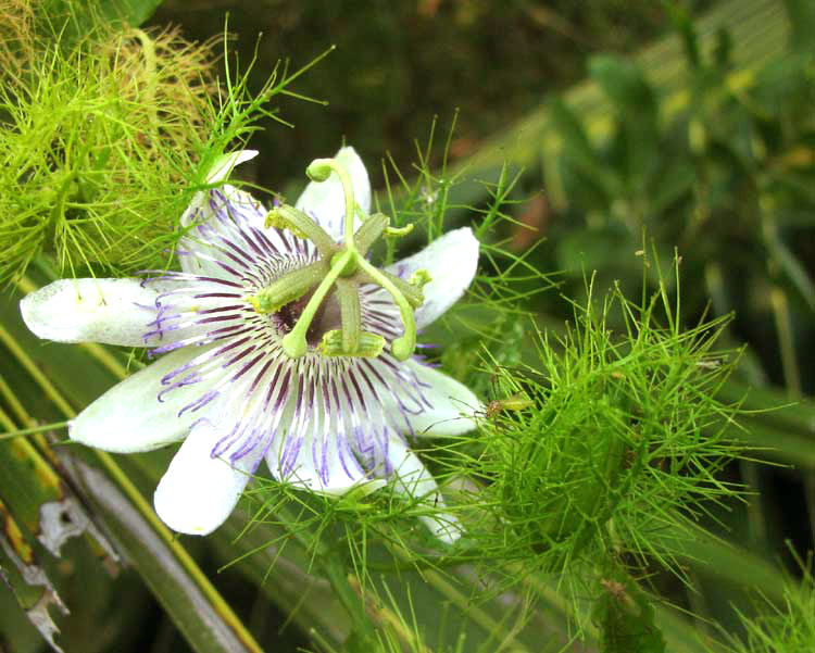 Stinking Passionflower, PASSIFLORA FOETIDA, flower