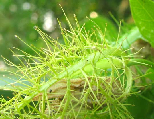 gland-tipped bract segments of Stinking Passionflower, PASSIFLORA FOETIDA