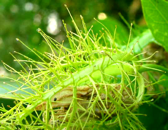 gland-tipped bract segments of Stinking Passionflower, PASSIFLORA FOETIDA