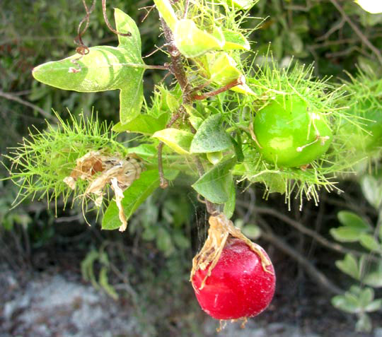 Stinking Passionflower, PASSIFLORA FOETIDA, fruit