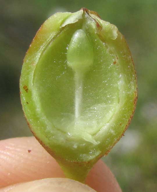 Seagrape, COCCOLOBA UVIFERA, fruit cross section showing straight embryo