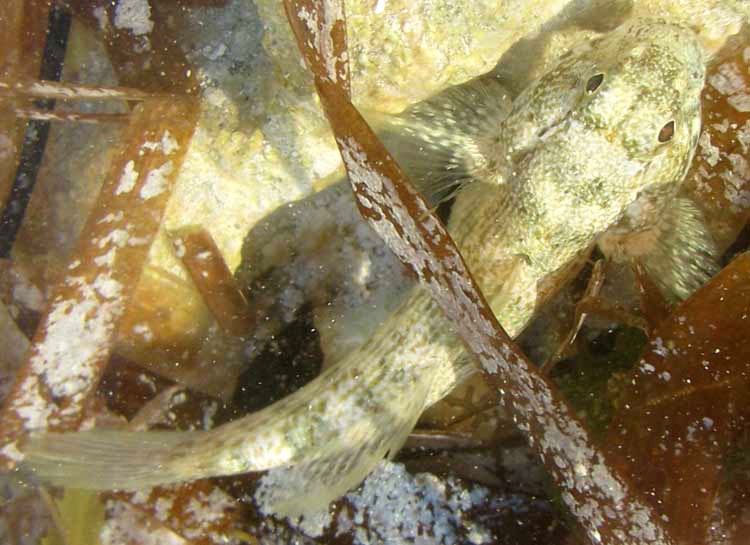 Frillfin Goby, BATHYGOBIUS SOPORATOR